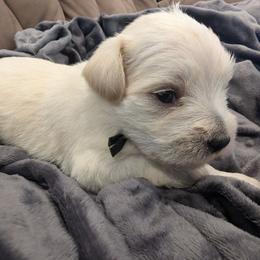 Baby boy 4 - Black Collar - White male Miniature Schnauzer puppy in Eupora, Mississippi from Mississippi Mini Schnauzers