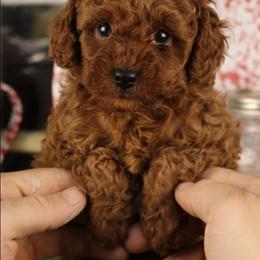Rosco - Red  male Poodle puppy in Pottersville, Missouri from Christina Miller's Poodles