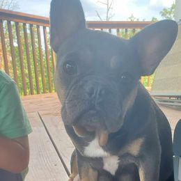 Ivy - French Bulldog