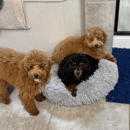 Poodle Puppies from Wanda Burton