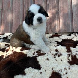 Light purple female - Brown and white female Saint Bernard puppy in Milroy, Minnesota from Shoen Saint Bernards