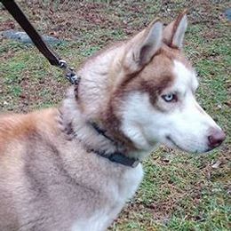 Calister - Siberian Husky
