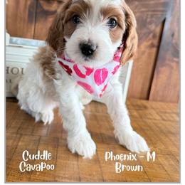 Phoenix - Blenheim male Cavapoo puppy in Fort Lupton, Colorado from Puppy Paws Colorado