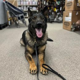 Drea - German Shepherd