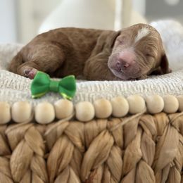 Aladdin - Red  male Goldendoodle puppy in Brooksville, Florida from Abby’s Standard Goldendoodles