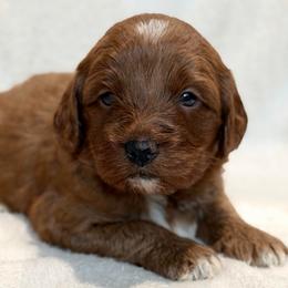 Blue - Red male Australian Labradoodle puppy in Auburn, Washington from West Valley Labradoodles
