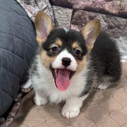 Girl 1 - Black and tan female Pembroke Welsh Corgi puppy in Visalia, California from VIP Stables