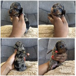 Rolly - Dapple male Dachshund puppy in Orem, Utah from Miekca’s Dachshunds