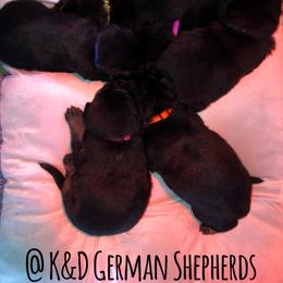 German Shepherd Puppies from K&D German Shepherds