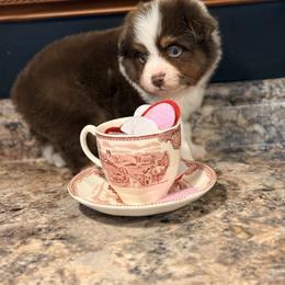 Rudolph - Red tri male Toy Australian Shepherd puppy in Blacksburg, South Carolina from Blue’s Family Aussies