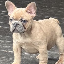 French Bulldog Puppies from Clay Acres Frenchies
