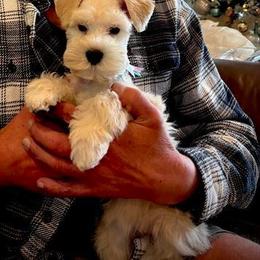 French Bulldog and Miniature Schnauzer Puppies from Olivia's Miniature Schnauzer's and French Bulldogs