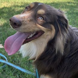 Luke - Red tri-color male Australian Shepherd puppy in Waddell, Arizona from Honey and Fig Farm