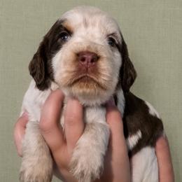 Anastasia - Liver white and roan female English Springer Spaniel puppy in Fort White, Florida from Thunderbird Springers