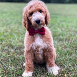 Braxton - Goldendoodle puppy in Chesnee, South Carolina from Pampered Paws Unlimited