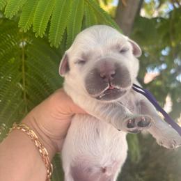 Purple (3700) - Light golden female Golden Retriever puppy in Pahrump, Nevada from Southern Nevada Goldens