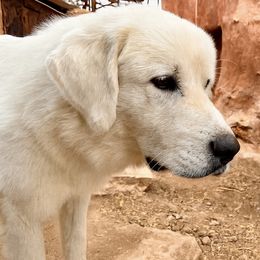 Titan - Great Pyrenees