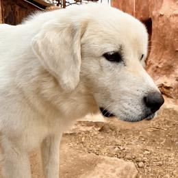 Titan - Great Pyrenees
