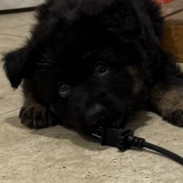 German Shepherd Puppies from Circle Oaks Shepherds