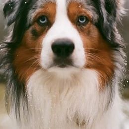 Australian Shepherds and Miniature American Shepherds from Hemlock Brook Farm and Kennels