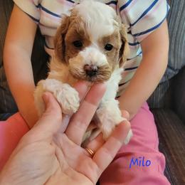 Milo - Parti male Poodle puppy in Montrose, Pennsylvania from Tales Of Joy