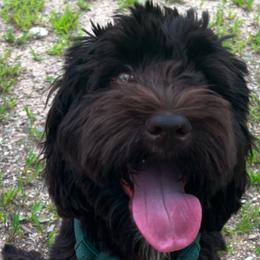 Bailey - Australian Labradoodle