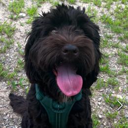 Bailey - Australian Labradoodle