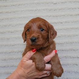 Goldendoodle Puppies from Maryland Doodles