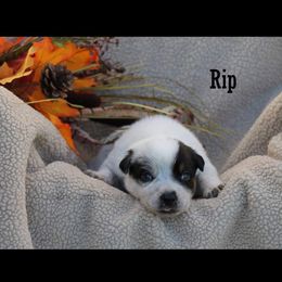 "Rip" Australian Cattle Dog Puppies from LoveAHeeler