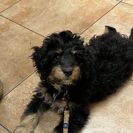 Houston - Bernedoodle