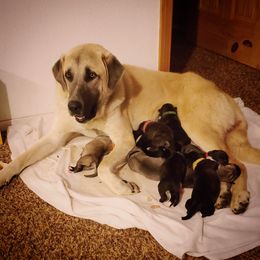 Anatolian Shepherd Dog and Australian Cattle Dog Puppies from 4D Cattle Dogs