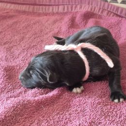 Nolas Pink Girl - Black female German Shepherd puppy in Lake George, Colorado from High Country German Shepherds