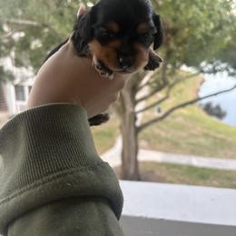 Dachshund Puppies from Mini Dachshund Duo Pups