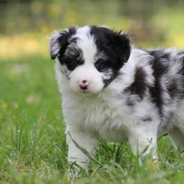 Merle boy 3 - Blue merle male Border Collie puppy in Tylertown, Mississippi from Cool Meadow Farms