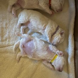 Bichon Frise All Grown Up from Just Bichons