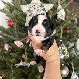Charlie - Black tri male Miniature Australian Shepherd puppy in Goldsboro, North Carolina from Maple Ridge Farm