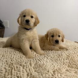 Golden Retriever puppies from Glimmer Goldens