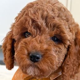Cockapoos, Goldendoodles, and Poodles from Cherokee Creek Labradors and Doodles