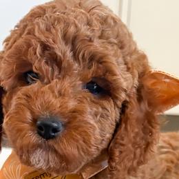 Cockapoos, Goldendoodles, and Poodles from Cherokee Creek Labradors and Doodles