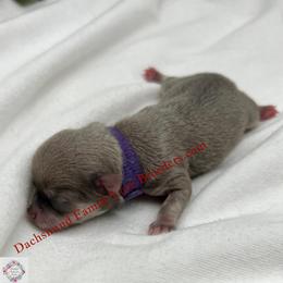 Luna Runt - Blue and white female Chihuahua puppy in Chino Valley, Arizona from Dachshund Family Love Breeders
