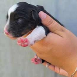 Bourbon - Black tri-color male Aussiedoodle puppy in Lithia, Florida from Waterford Doodle Farm