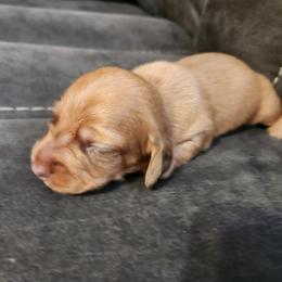 Happy - Red male Dachshund puppy in Torrance, California from Lucky Dachshunds
