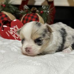 Chihuahua Puppies from Sunset Eves Chihuahuas