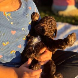 Cocoa Spruce - Brown male Poodle puppy in Corona, California from Garden Of Poodles