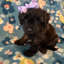 Izzy - Chocolate female Cavapoo puppy in Howe, Oklahoma from Cuddly Cavapoos