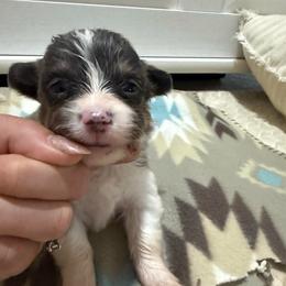 Vera - Blue female Pembroke Welsh Corgi puppy in Decatur, Texas from Bar S Corgis