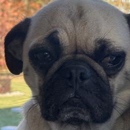 Pugs from Eva Schwartz