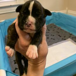 Boy 2 - Brindle Boxer puppy in Colorado Springs, Colorado from Premier Puppies