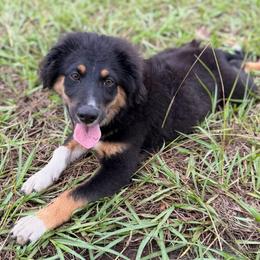 Red - Black tri male Miniature Australian Shepherd puppy in 32046, Florida from River Hill Ranch