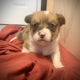 Boy 5 - Red Pembroke Welsh Corgi puppy in Cumming, Georgia from Carter’s Corgis LLC